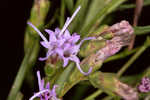 Smallhead blazing star